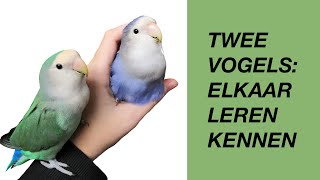 Twee Vogels Aan Elkaar Introduceren [upl. by Dnaleel713]