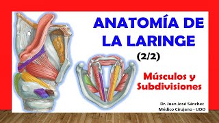 🥇 ANATOMÍA DE LA LARINGE 22 Músculos Subdivisiones Fácil Rápido y Sencillo [upl. by Anika]