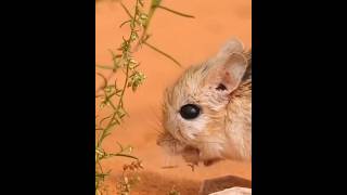 معلومات عن الجربوع في الصحراء Desert jerboa حقائق معلومات  jerboa youtube4animal tiktok4animal [upl. by Mccourt724]