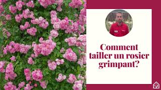 Comment tailler un rosier grimpant  🌹 [upl. by Ameekahs735]