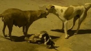 Puppy fight  rescued by father and mother [upl. by Harrison874]