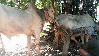 How to Breds Cow in cambodia Amazing man breeds cows Kỹ Thuật Phối Giống Bò Part 5 [upl. by Acul]