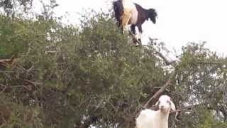 Goats in a Tree Morocco [upl. by Eusadnilem]