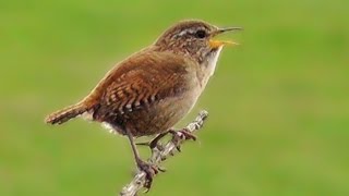 Wren Bird Singing a Beautiful Song at The Coast [upl. by Keemahs]