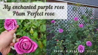 My enchanted purple rose  Plum Perfect [upl. by Damle444]