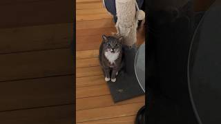 Talkative cat demands a new scratching post 🐈‍⬛ [upl. by Samford]