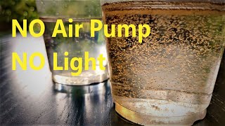 How to Hatch Brine Shrimp Eggs  NO Air Pump NO Light [upl. by Hal]