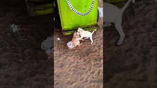 Cute puppies 😍  Besant Nagar beach  Kindly adopt shorts puppydog chennai dogshorts [upl. by Elspet]