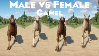 Male VS Female Camel Animals Races in Planet Zoo included Bactrian Camel and Dromedary Camel [upl. by Noyerb]