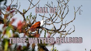 CALL OF THREE WATTLED BELLBIRD  COSTARICA 4K [upl. by Eindys45]