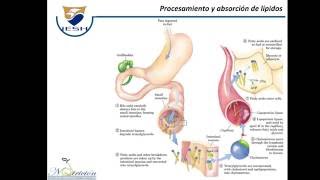 Lípidos Digestión absorción y transporte [upl. by Schafer]