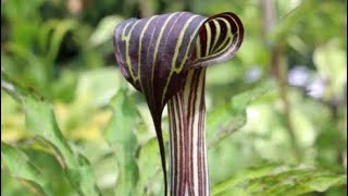 Arisaema The Cobra Lily [upl. by Aihsat]