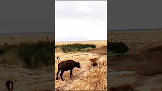 HeartPounding Lion Ambush on Adorable Buffalo Caught on Camera [upl. by Eiro887]