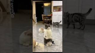 pets cat trending funny youtubeshorts viral dog shorts [upl. by Diad]