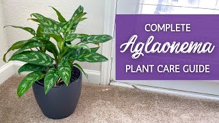 The Ultimate Guide to Caring for Aglaonema  Chinese Evergreen Houseplant Care [upl. by Corvese802]