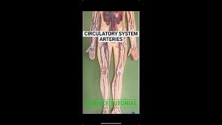 Circulatory System  Arteries Part 2 [upl. by Gerius]