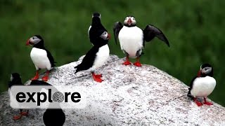 Discover the Puffins of Seal Island Maine [upl. by Oicnecserc815]