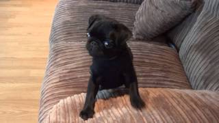 Batman Pug puppy screaming for dinner [upl. by Bastian]