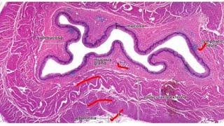 Histology of the Esophagus stomach small and large intestines [upl. by Anahir]