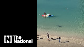 Rare ray mistaken for shark at Reem Beach [upl. by Enaffit413]