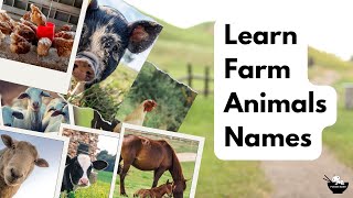 Farm Animals Videos for Kids and Toddlers  Learning Video  Animal Names [upl. by Mair]