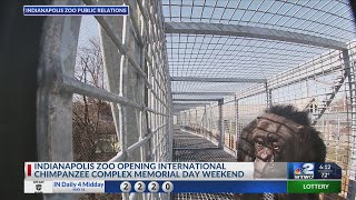 Indianapolis Zoo to unveil giant chimpanzee complex [upl. by Ennagroeg827]