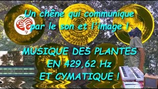 42962HzMusique et cymatique dun chêne qui communiqueMusique de planteFabrice Meyer [upl. by Nazarius]