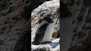 Rare Galápagos Penguins  Galápagos Islands  Lindblad Expeditions [upl. by Abihsat76]