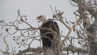 Bald Eagle Calling [upl. by Annovaj]