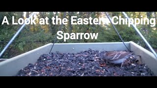 A Look at and a Listen to the Eastern Chipping Sparrow Spizella passerina birds birdsounds [upl. by Denman]