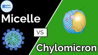 Difference between Chylomicron and Micelle  Gastric Physiology  MBBS Mentor [upl. by Aiekram]