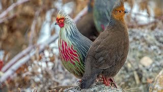 Blood pheasant Ithaginis cruentus in natural environment [upl. by Etra]