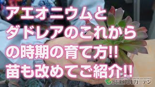 20240621【多肉植物】アエオニウムとダドレアのこれからの時期の育て方苗も改めてご紹介【succulent】トロピカルガーデン [upl. by Gagnon]