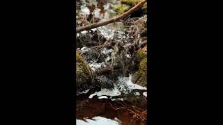 Exploring the Whistler Medicine Trail with Leslie JuvinAcker [upl. by Caesaria]