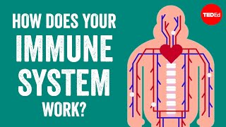 How does your immune system work  Emma Bryce [upl. by Becket492]