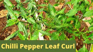 Aphids and whitefly infestation on chilli pepper plant [upl. by Ztirf]