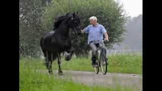 A Memorial Tribute to KFPS Approved Friesian Stallion Harmen 424 Sport ♥ [upl. by Zarger]