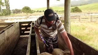 Drenching Sheep with a Simcro™ 20mL Oral Applicator [upl. by Gebler]