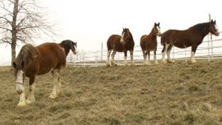 Super Bowls Baby Clydesdale A Budweiser Story  Nightline  ABC News [upl. by Cates]