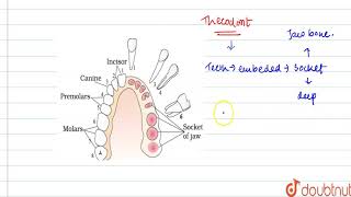 Explain the term thecodont and diphyodont [upl. by Lipski]