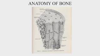 The Anatomy of Bone amp Principles of Decalcification [upl. by Pavier]