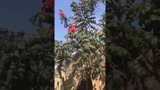 شجرة التوليب الأفريقية Spathodea campanulata [upl. by Premer]