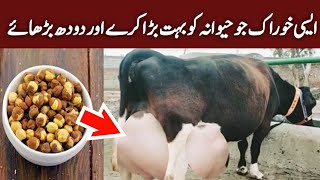 How To Increase Milk and Udder Size of Cows and Buffalos  Doodh Badhane Ka Desi Nuskha  Cow Milk [upl. by Aivatan]