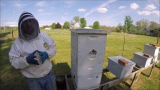 Beekeeping How to Snelgrove a Honeybee hive Part 4 of 4 [upl. by Mcmillan]