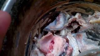 Cara Memasak kepala kambing How to cook goat head [upl. by Ynnal]