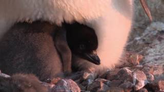 Hungry Adelie penguin chick pecking at a rock before tucking into its parent to keep warm [upl. by Hasheem]