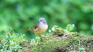 Greycheeked fulvetta 繡眼畫眉 [upl. by Boyd]