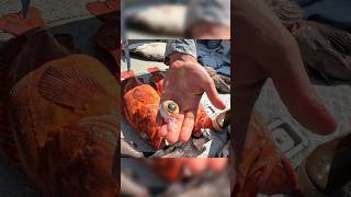 Extracting the iris out of a Yelloweye Rockfish These fish live in the deep waters of SE Alaska fy [upl. by Dieball]