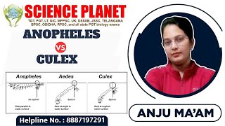 DIFFERENCE BETWEEN ANOPHELES amp CULEX MOSQUITO II BY ANJU MAM [upl. by Holey878]