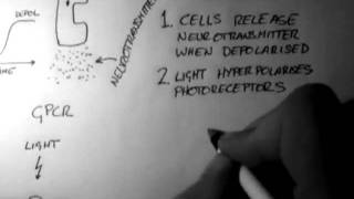 Photoreceptors Vision 1 of 5 [upl. by Edra]